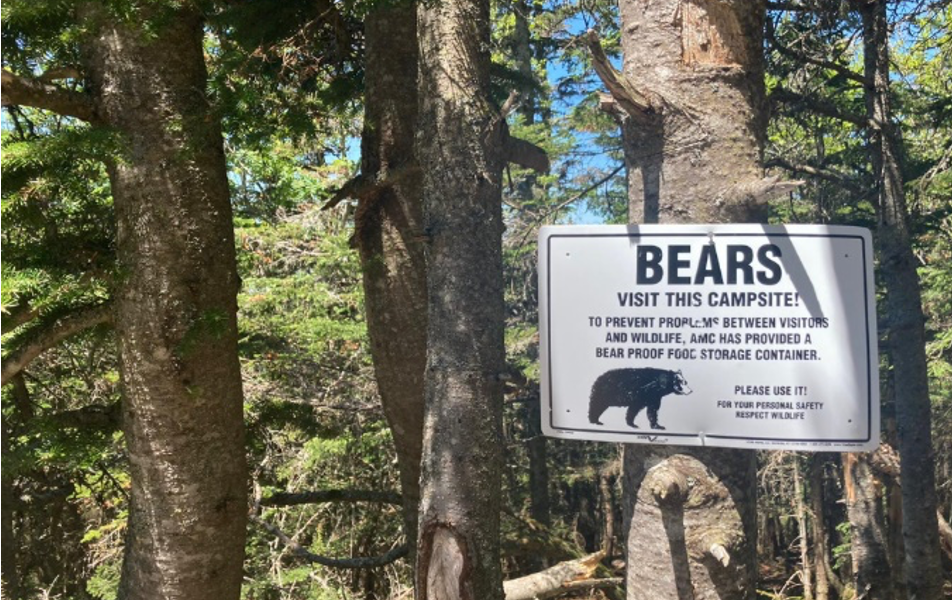 Why You Should Bring a Bear Canister on Your Next Backpacking Trip