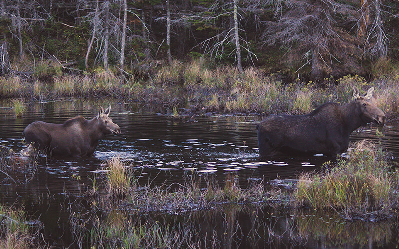 Approaching wildlife in the backcountry can put you and the animal in harm's way.