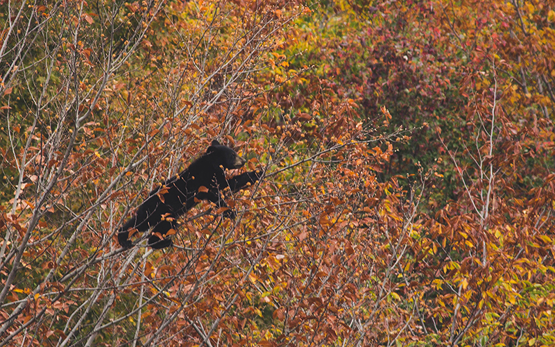 A bear cub climbs a tree in White Mountain National Forest.