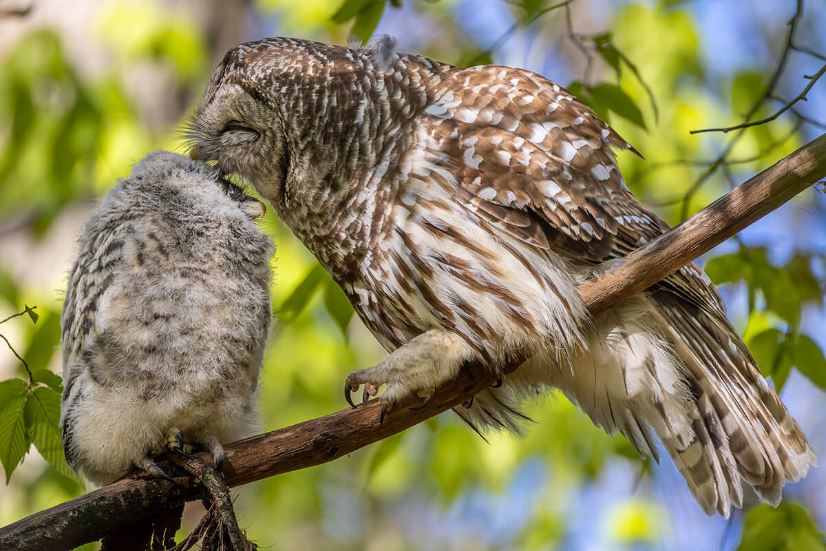 fledgling owls in a tree