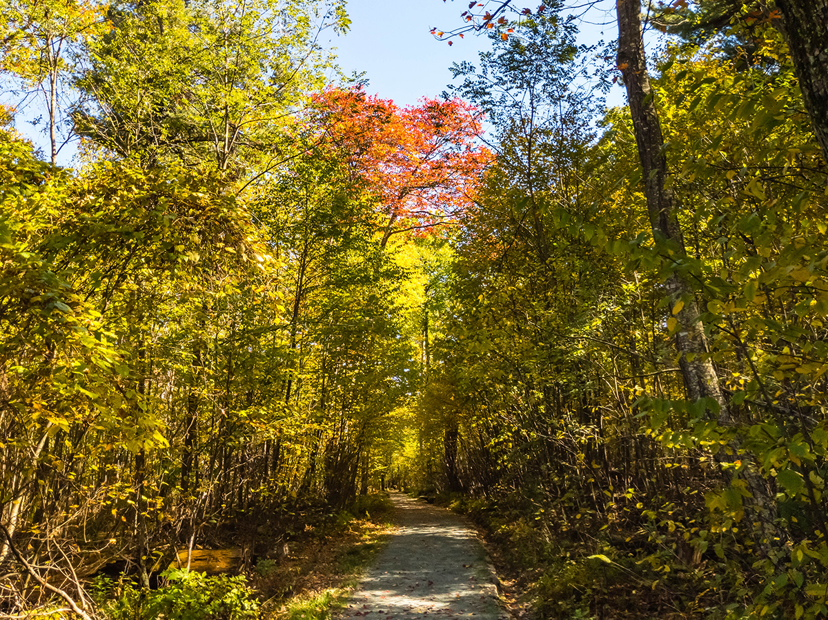 Fall foliage along the Limberlost Trail
