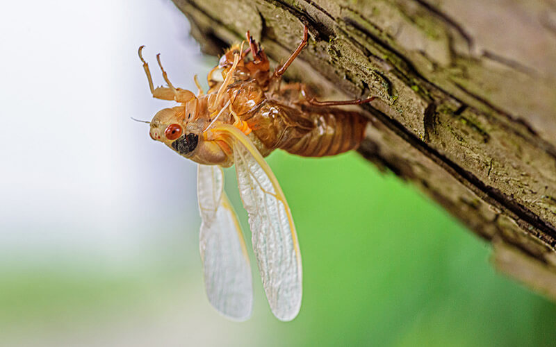 Molting Cicada Tom Gill Flickr Commons