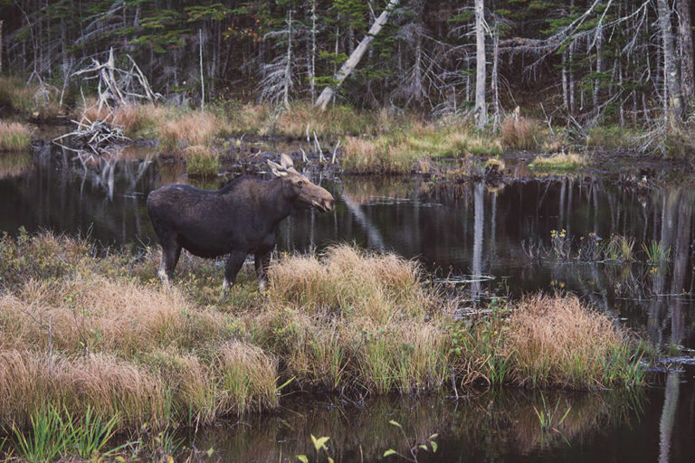 how-to-see-a-moose-in-new-england-appalachian-mountain-club-amc