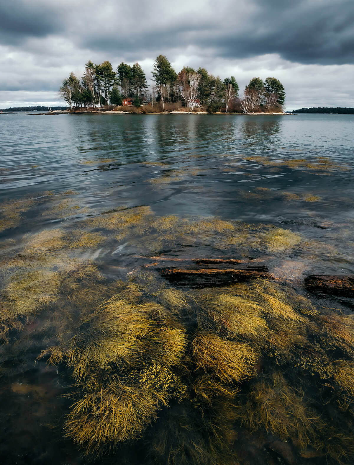 island scene with seaweed in Winslow Memorial Park, Freeport, Maine