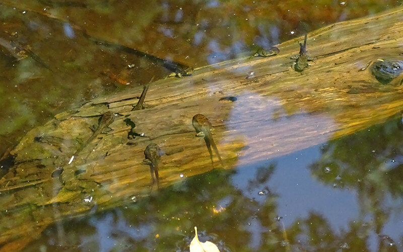 Wood Frog Tads Hemit Lake August 2020