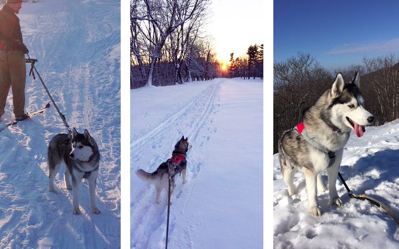 skiing with dogs, an introduction to skijoring